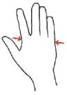 hand width